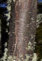 Nothofagus antarctica: bark of a young tree.
 Image: K.A. Ford © Landcare Research 2015 CC BY 3.0 NZ